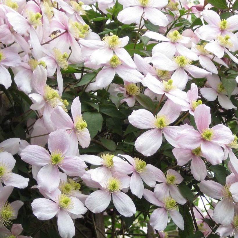 Clematis montana Rubens - Clematide (Fioritura)