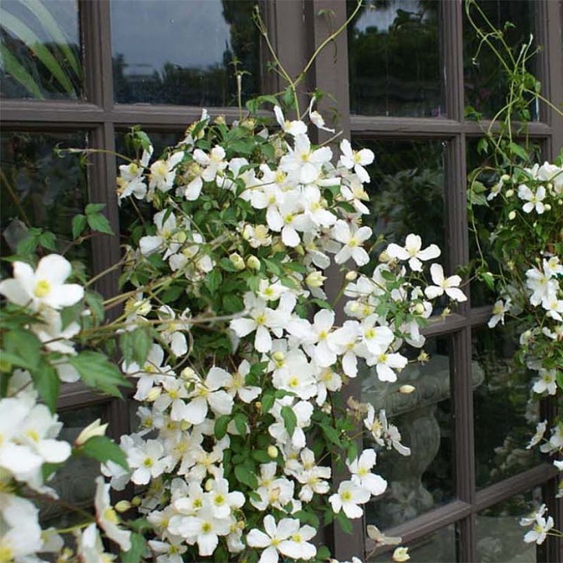 Clematis montana Spooneri - Clematide (Porto)