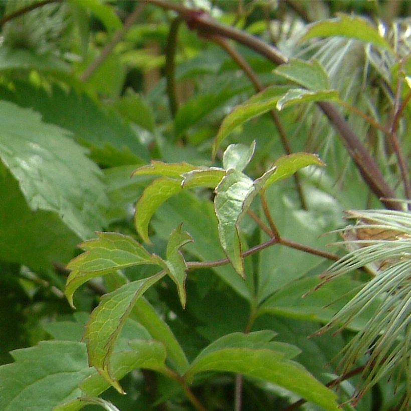 Clematis serratifolia - Clematide (Fogliame)