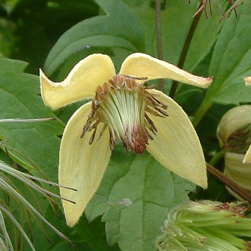 Clematis serratifolia - Clematide (Fioritura)