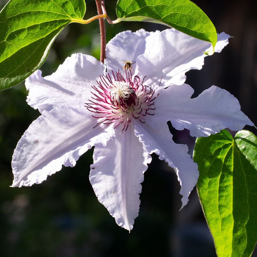 Clematis Snow Queen - Clematide (Fioritura)