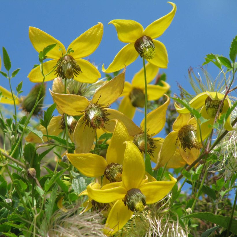 Clematis tibetana subsp. tangutica - Clematide (Fioritura)