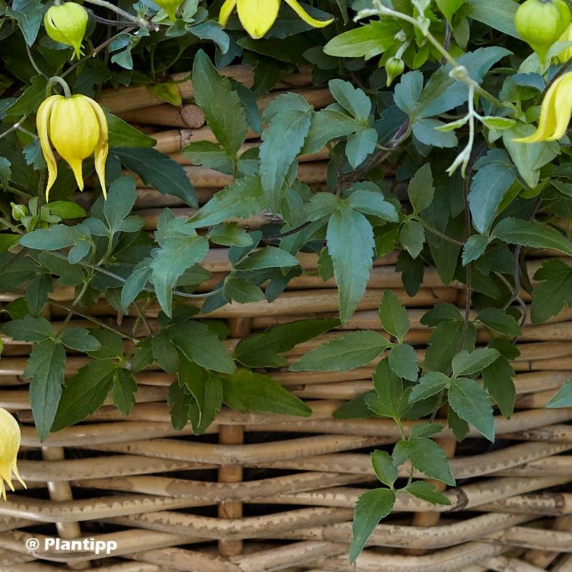 Clematis tangutica Little Lemons - Clematide (Fogliame)