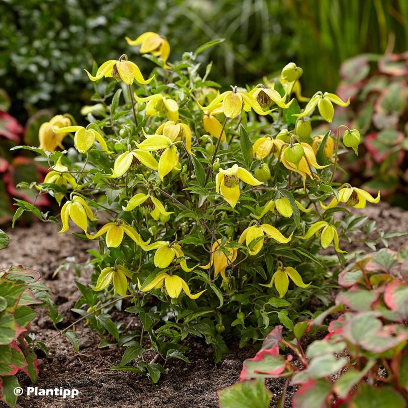 Clematis tangutica Little Lemons - Clematide (Porto)