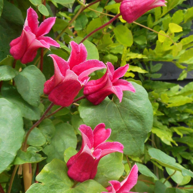 Clematis texensis Queen Maxima - Clematide (Fioritura)