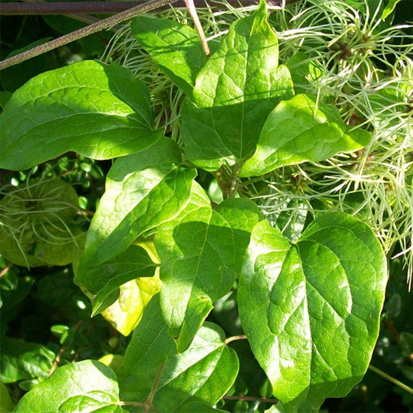 Clematis vitalba - Clematide (Fogliame)