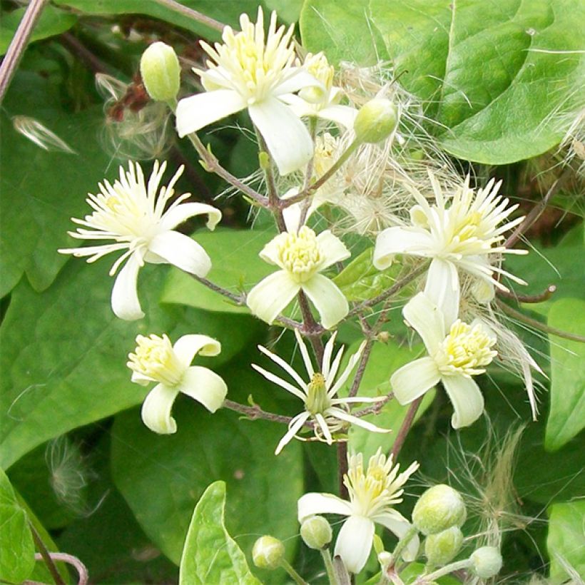 Clematis vitalba - Clematide (Fioritura)