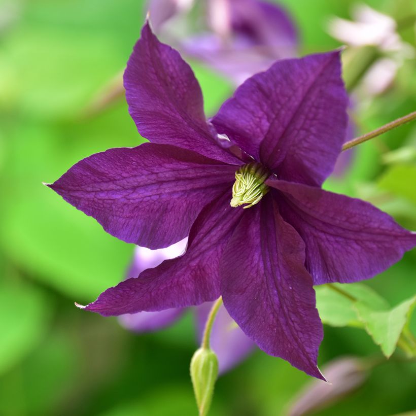 Clematis viticella Aotearoa - Clematide (Fioritura)