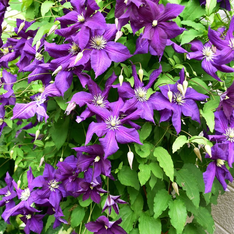 Clematis viticella Aotearoa - Clematide (Porto)