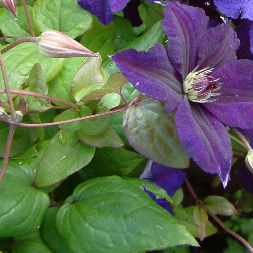 Clematis Happy Birthday - Clematide (Fogliame)