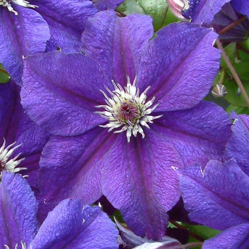 Clematis Happy Birthday - Clematide (Fioritura)