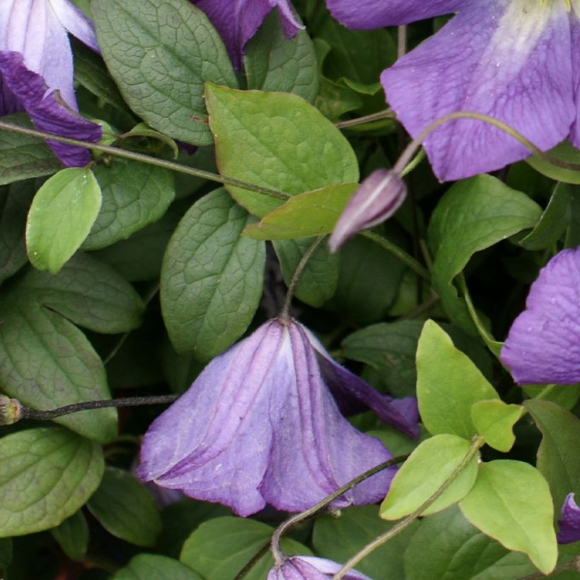 Clematis Little Bas - Clematide (Fogliame)