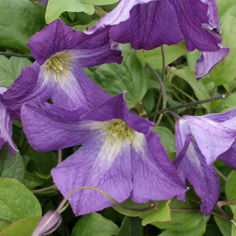 Clematis Little Bas - Clematide (Fioritura)