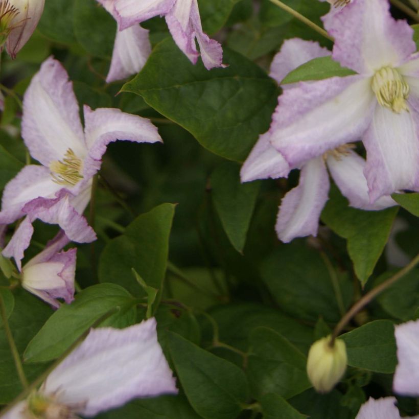 Clematis Little Nell - Clematide (Fogliame)