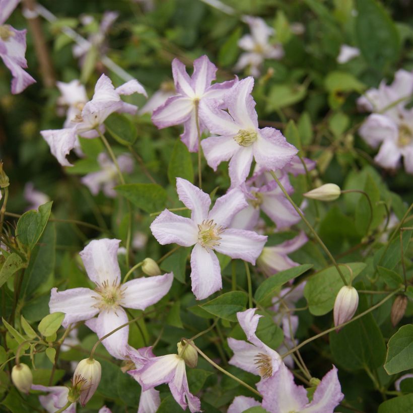 Clematis Little Nell - Clematide (Fioritura)