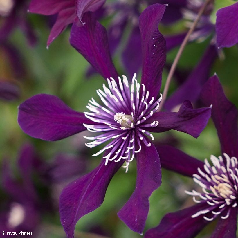 Clematis Panther - Clematide (Fioritura)