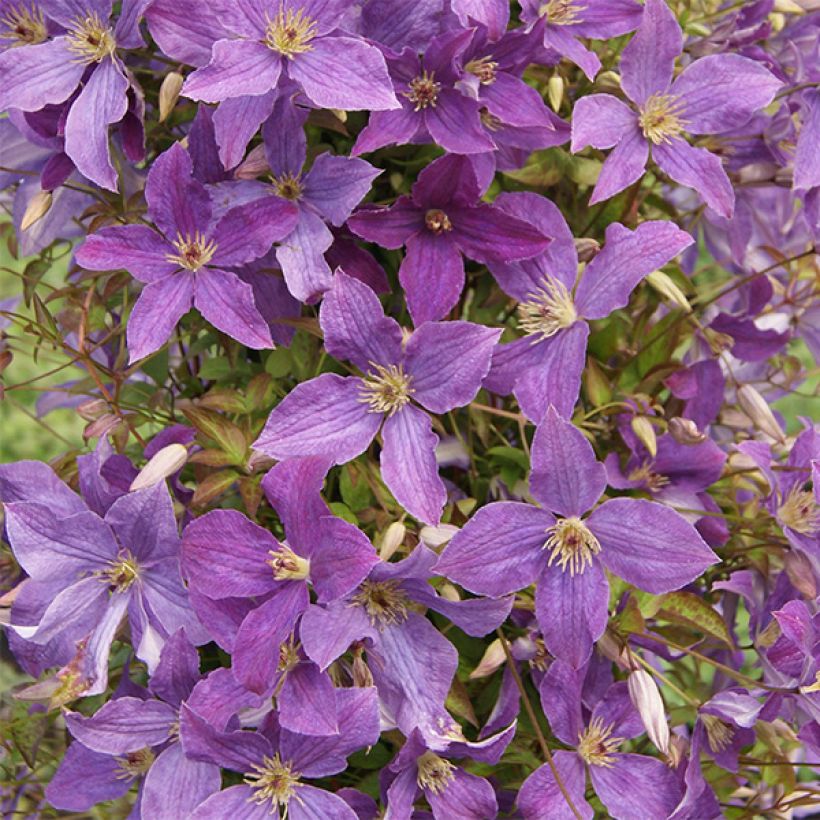 Clematis viticella Sunny Sky - Clematide (Fioritura)