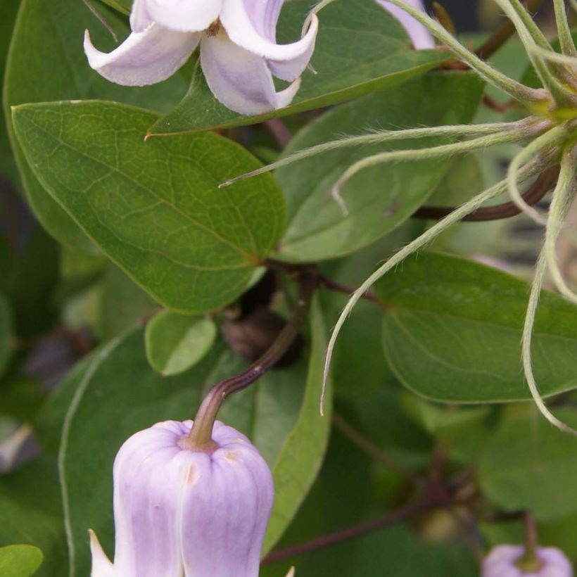 Clematis Annabella - Clematide (Fogliame)