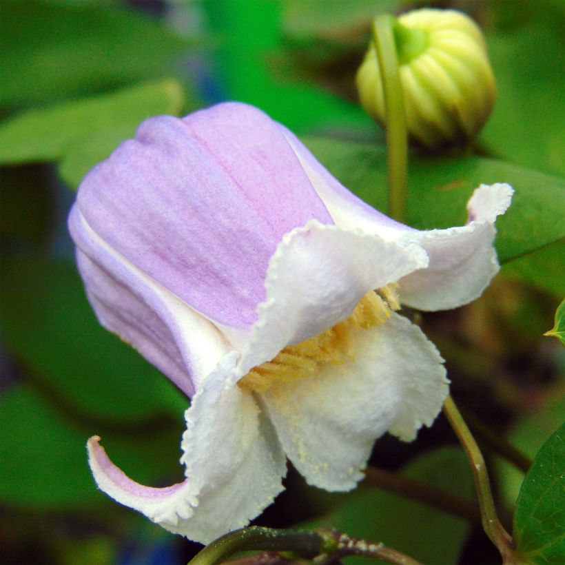 Clematis Annabella - Clematide (Fioritura)