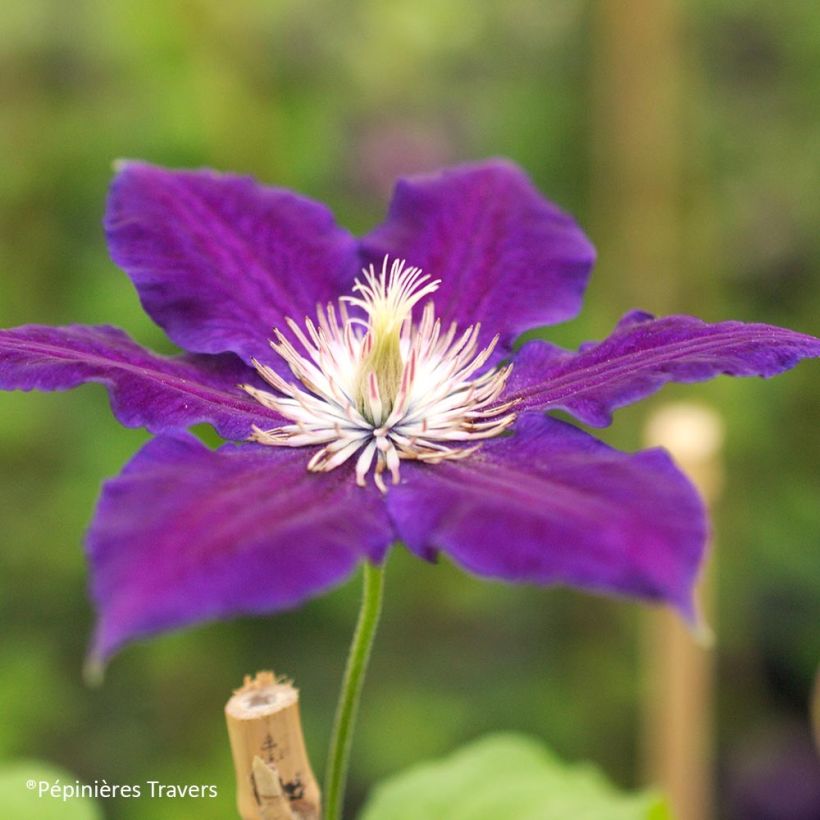 Clematis Black Tea - Clematide (Fioritura)