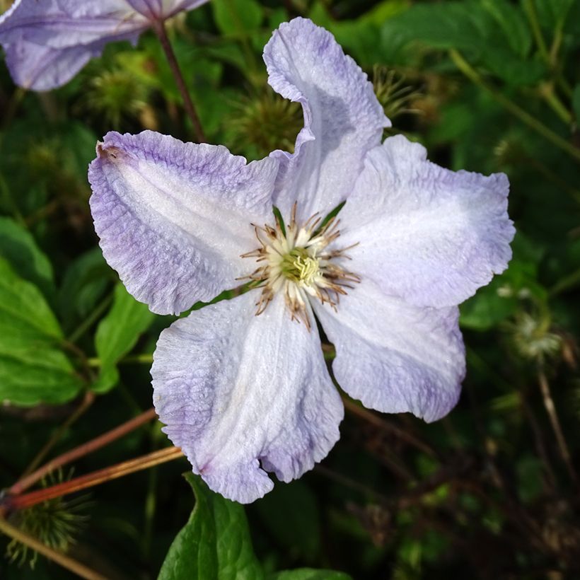 Clematis Blekitny aniol - Clematide (Fioritura)