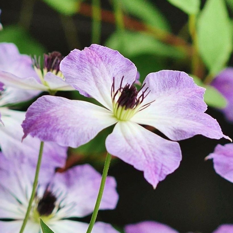 Clematis Cloudburst - Clematide (Fioritura)