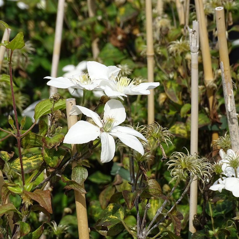 Clematis integrifolia Baby Star - Clematide (Fioritura)