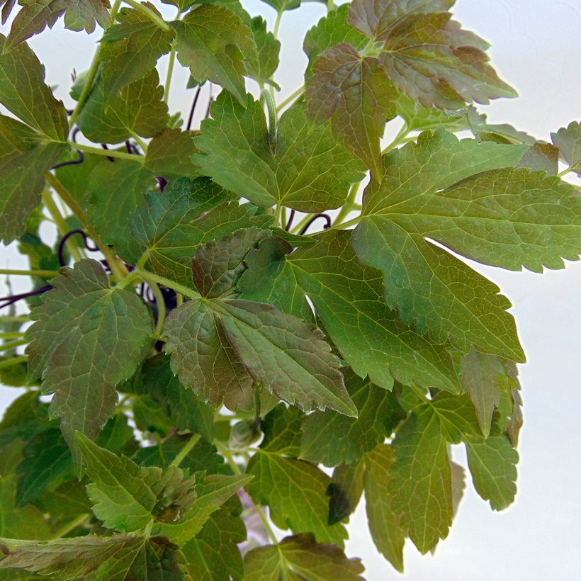 Clematis Blue Eclipse - Clematide (Fogliame)