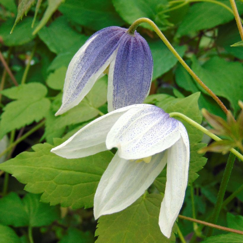 Clematis Blue Eclipse - Clematide (Fioritura)