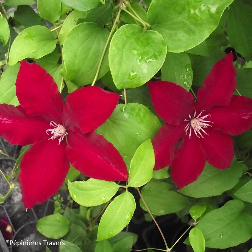 Clematis Bourbon - Clematide (Fogliame)