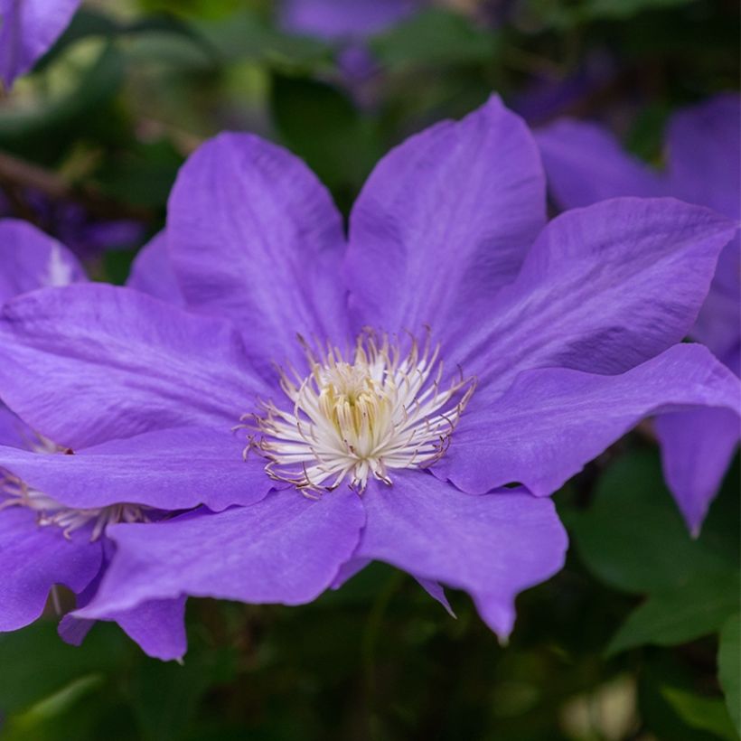 Clematis Couronne Royale - Clematide (Fioritura)