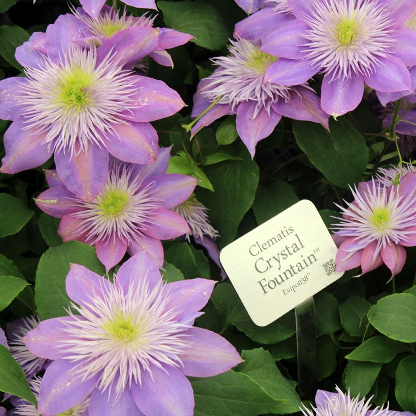 Clematis Crystal Fountain - Clematide (Fioritura)