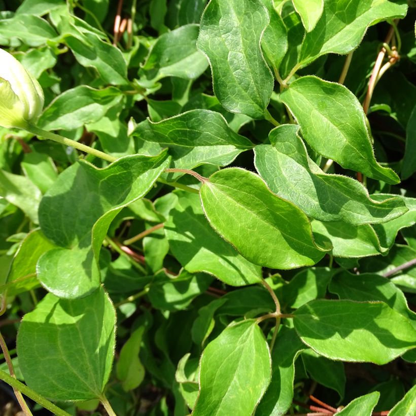 Clematis Dancing Dorien - Clematide (Fogliame)