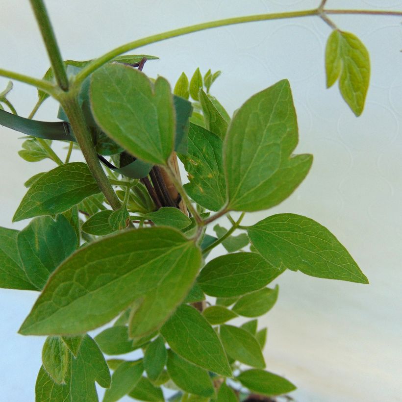 Clematis Dancing Queen - Clematide (Fogliame)