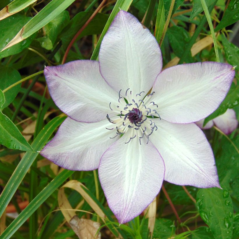 Clematis florida Fond Memories - Clematide (Fioritura)