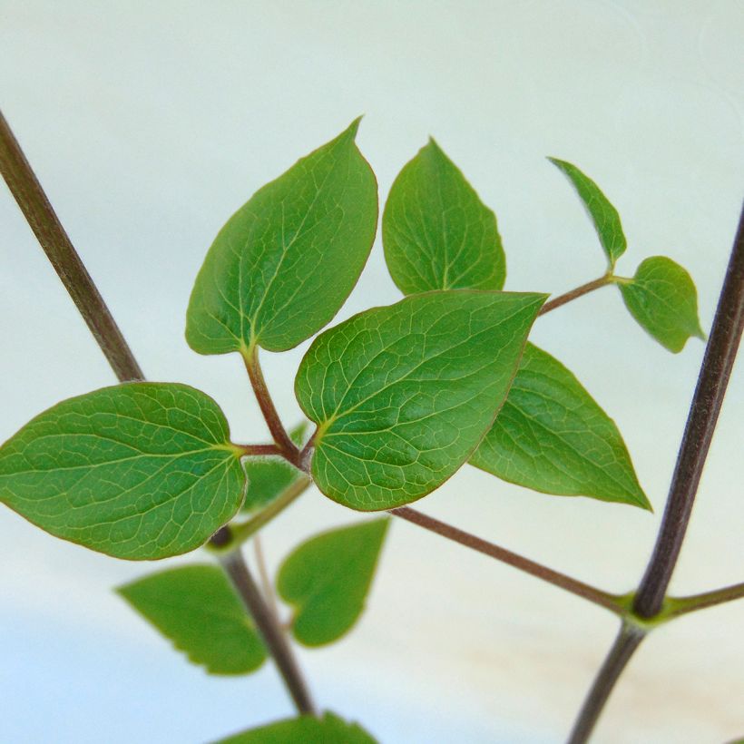 Clematis Général Sikorski - Clematide (Fogliame)