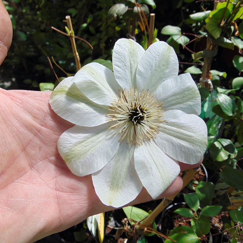 Clematis Guernsey Cream - Clematide (Fioritura)