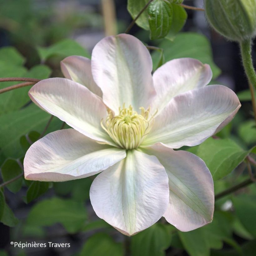 Clematis Jeanes Pink - Clematide (Fioritura)