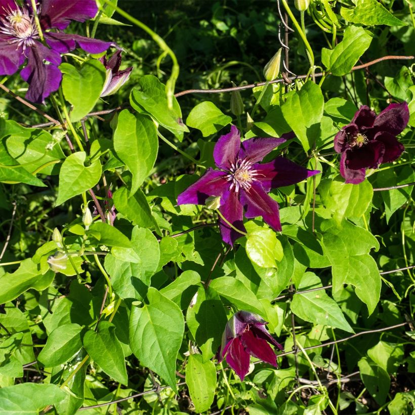 Clematis Julka - Clematide (Porto)