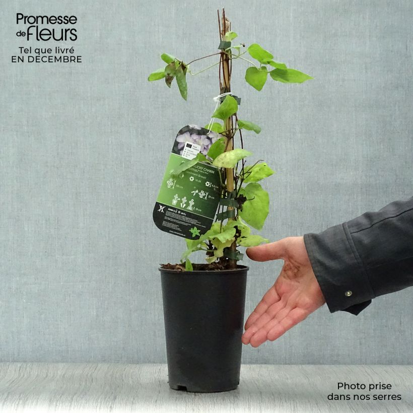 Clématite - Clematis Lucky Charm Pot de 2L/3L esemplare consegnato in inverno