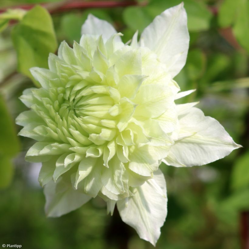 Clematis Manju - Clematide (Fioritura)