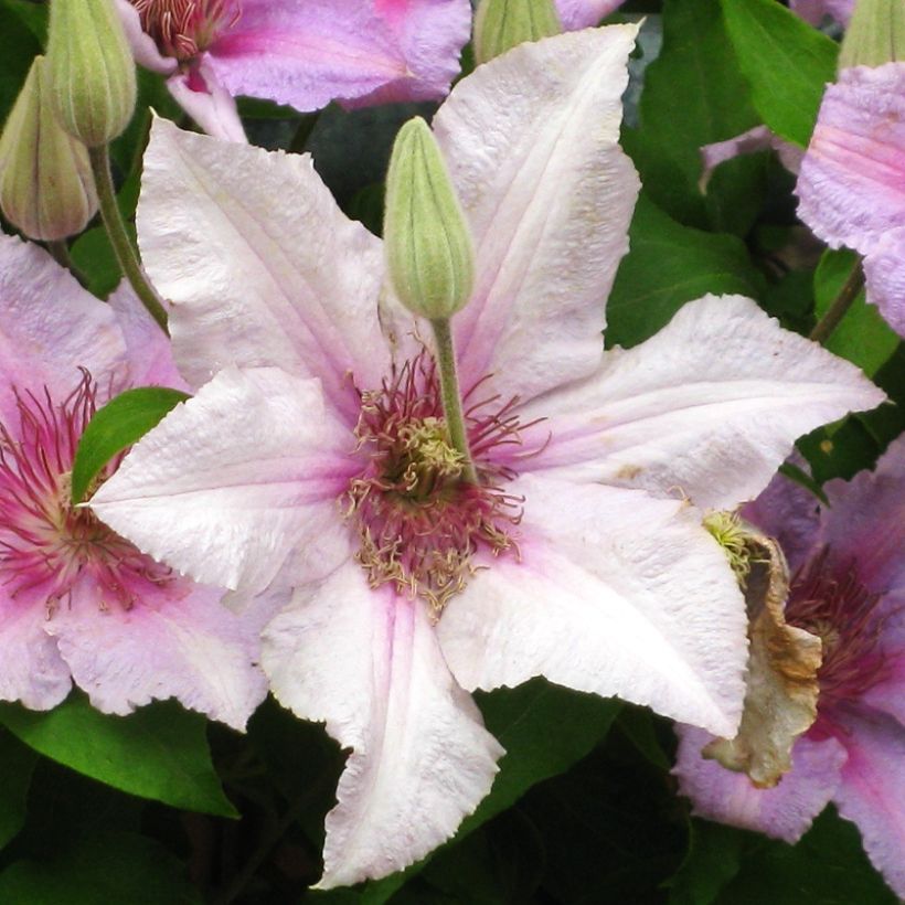 Clematis Marmori - Clematide (Fioritura)