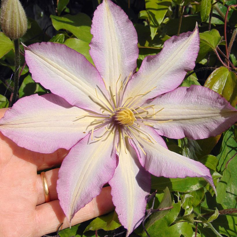 Clematis Morning Star - Clematide (Fioritura)