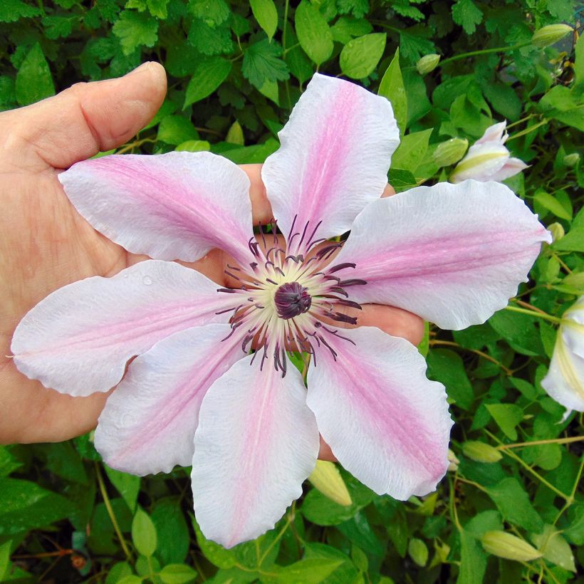 Clematis lanuginosa Nelly Moser - Clematide (Fioritura)