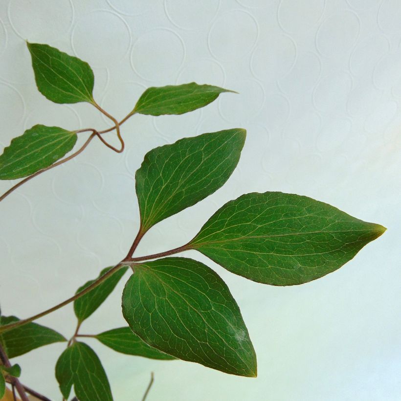 Clematis Patricia Ann Fretwell - Clematide (Fogliame)