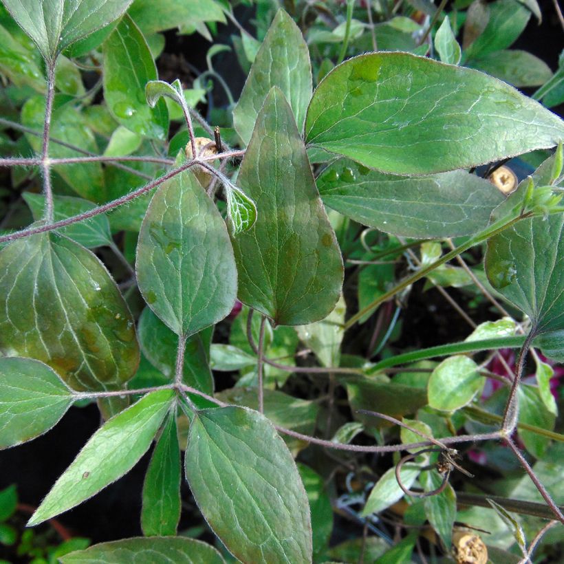 Clematis Picotee - Clematide (Fogliame)