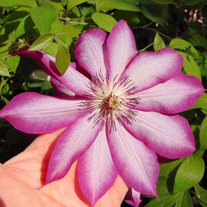 Clematis Picotee - Clematide (Fioritura)