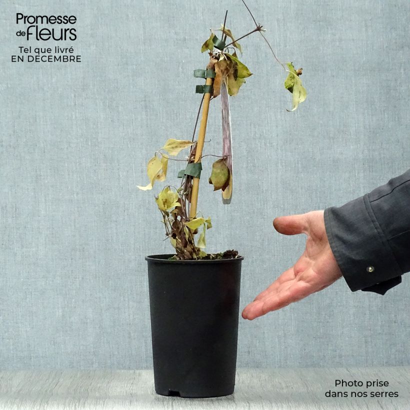 Clématite - Clematis Picotee Pot de 2L/3L esemplare consegnato in inverno