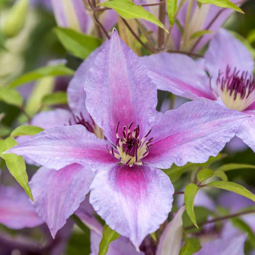 Clematis Proud Mary - Clematide (Fioritura)