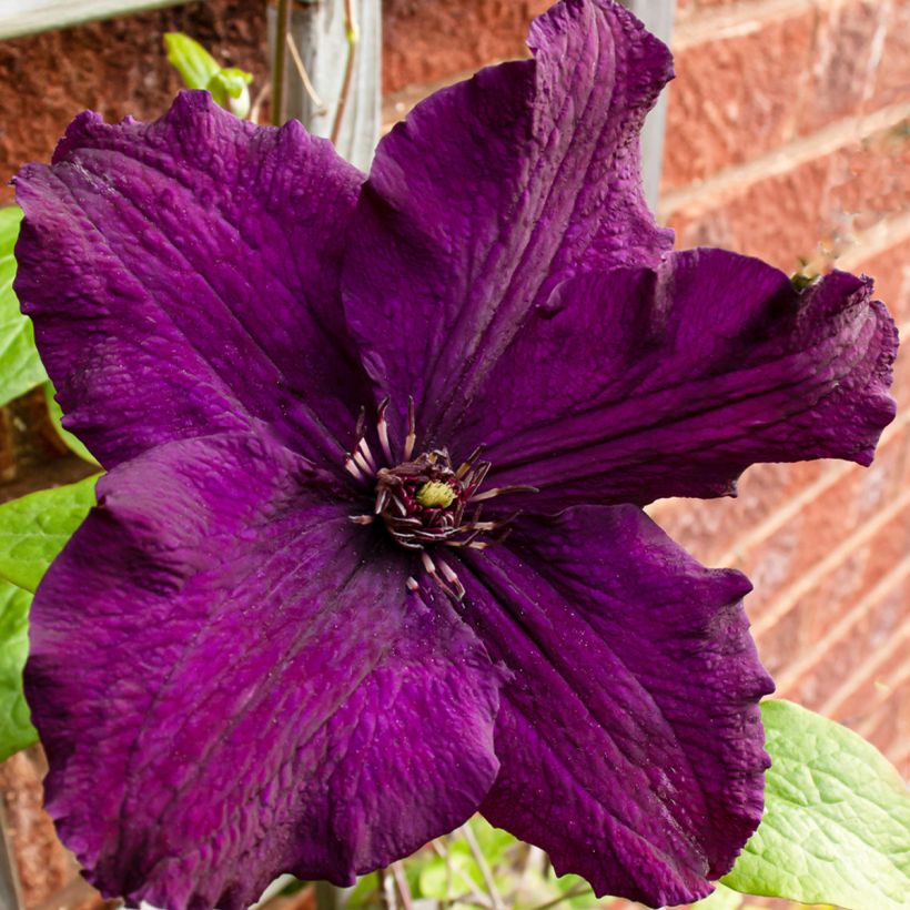 Clematis Rasputin - Clematide (Fioritura)